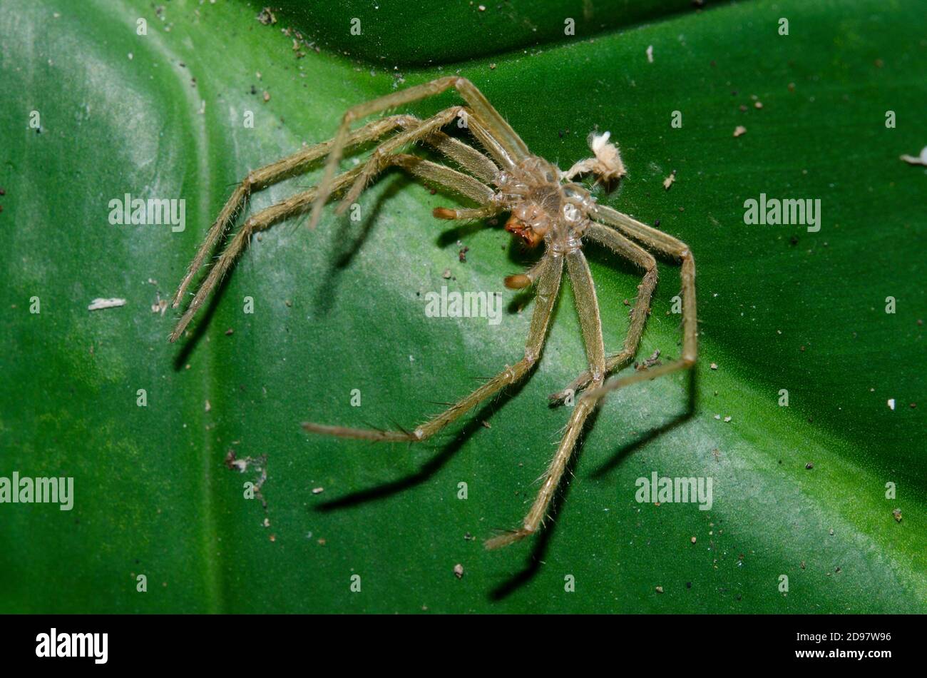 Exosquelette d'araignée Banque de photographies et d’images à haute ...