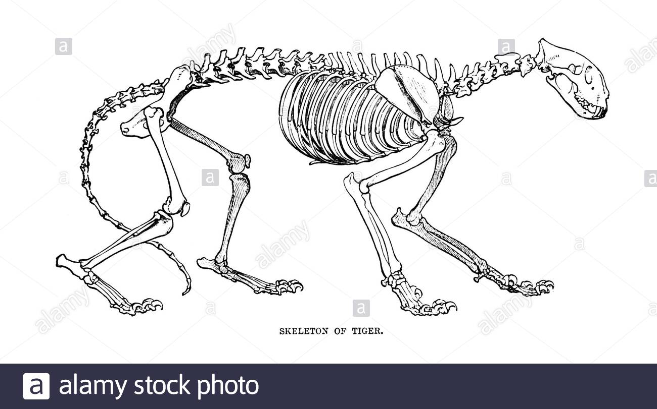 Squelette d'un tigre, illustration vintage de 1893 Banque D'Images
