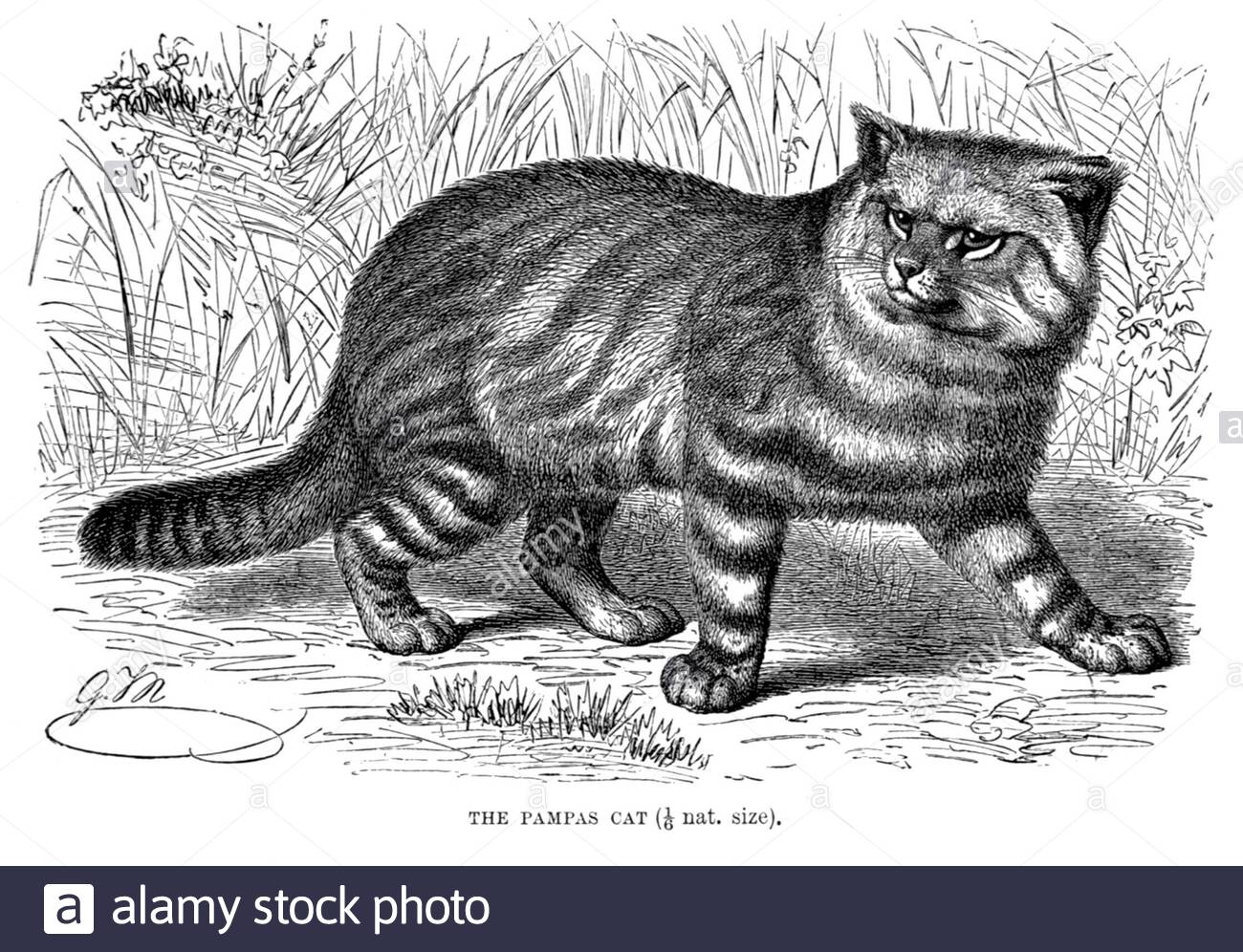 Pampas Cat, illustration ancienne de 1893 Banque D'Images