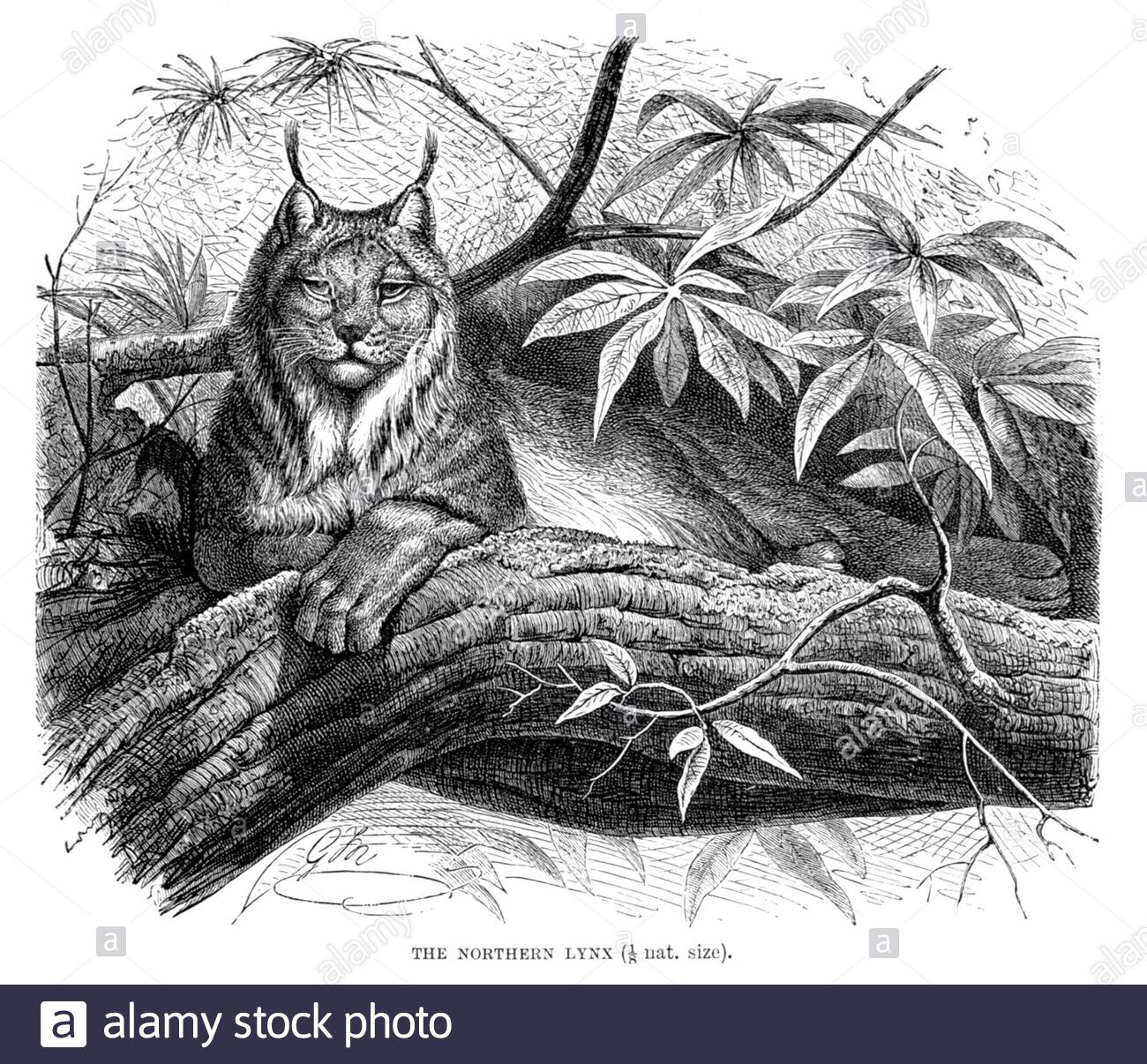 Lynx du Nord, illustration ancienne de 1893 Banque D'Images
