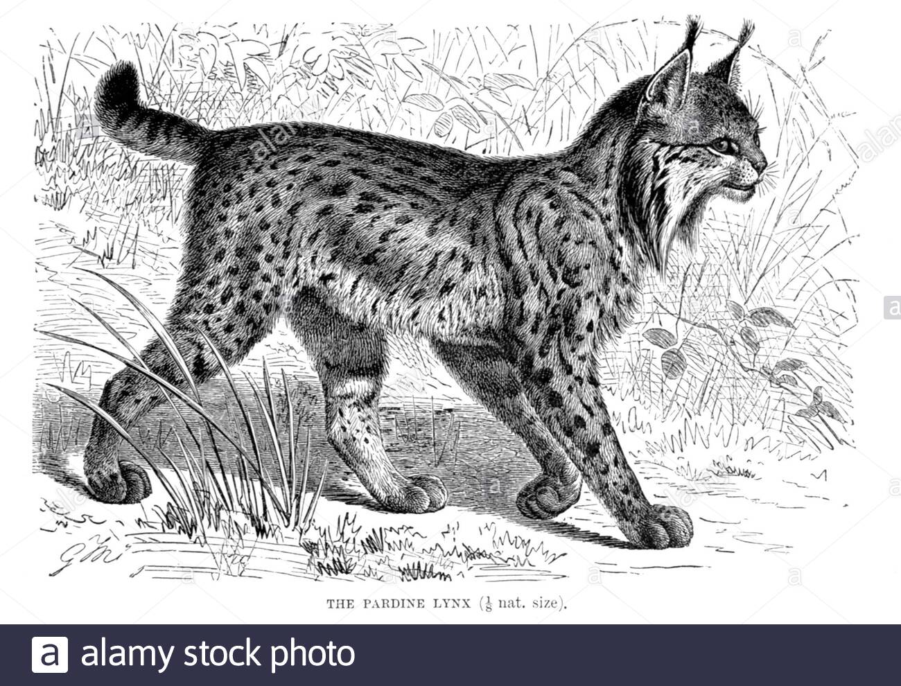 Pardine Lynx, illustration vintage de 1893 Banque D'Images