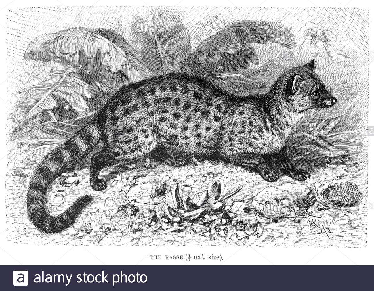 Rasse (Civet), illustration ancienne de 1893 Banque D'Images