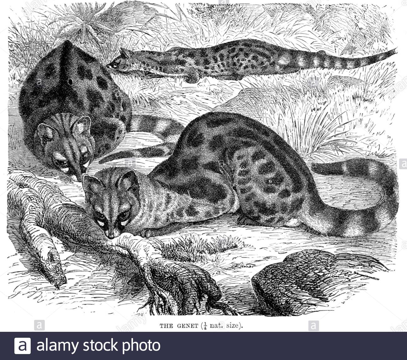 Genet, illustration ancienne de 1893 Banque D'Images