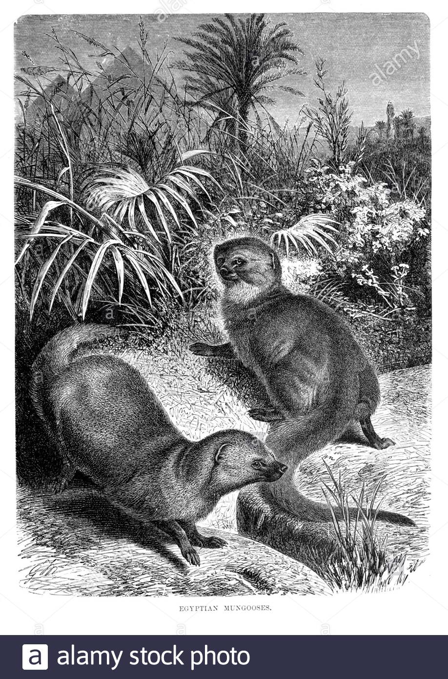 Mongoose égyptien, illustration vintage de 1893 Banque D'Images