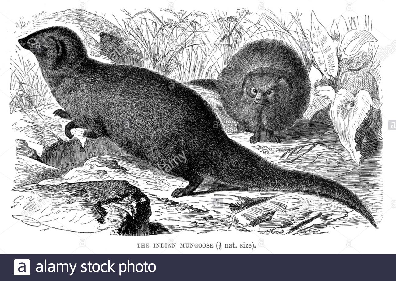 Indien Mongoose, illustration vintage de 1893 Banque D'Images