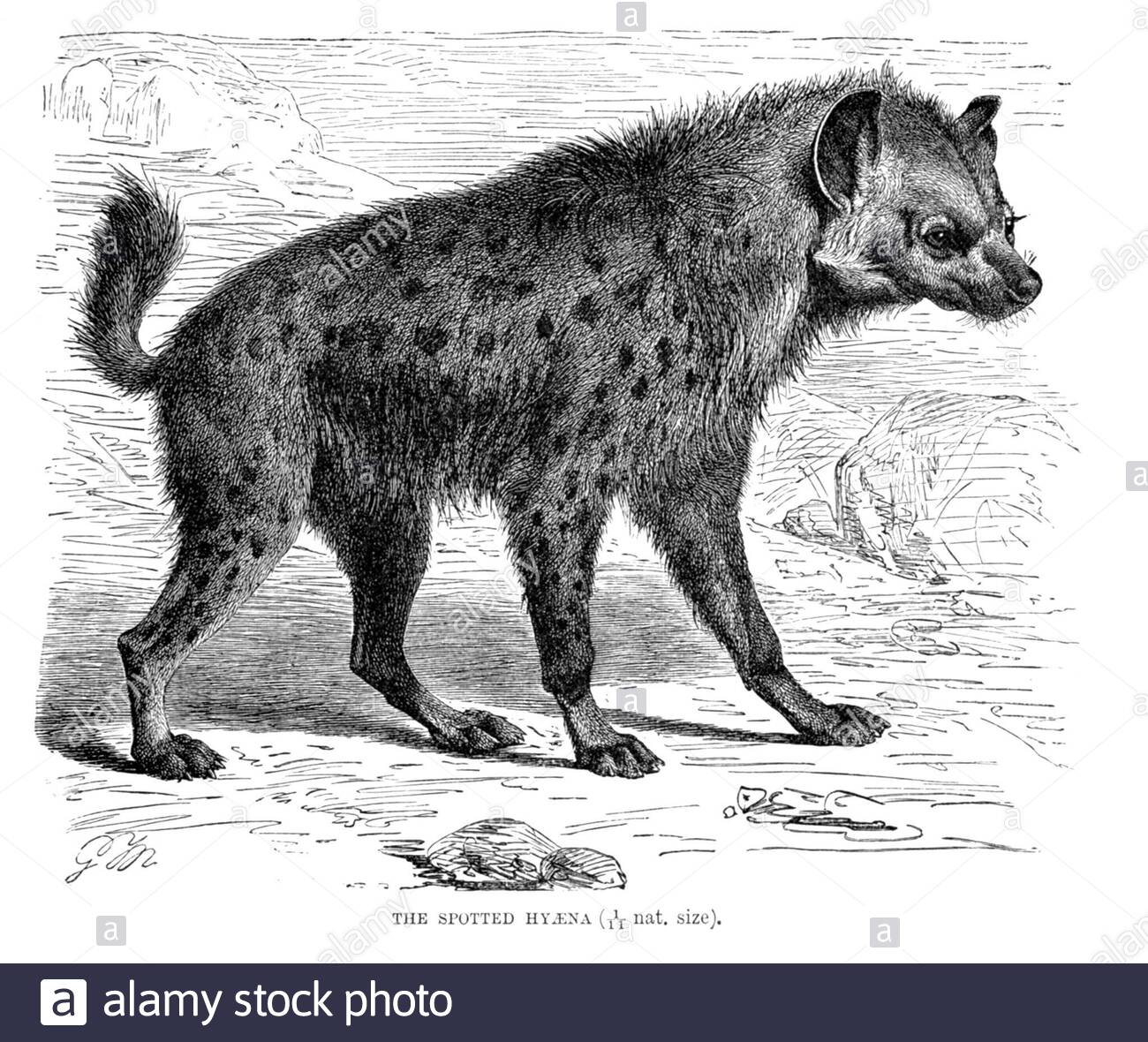 Hyena à pois, illustration vintage de 1893 Banque D'Images