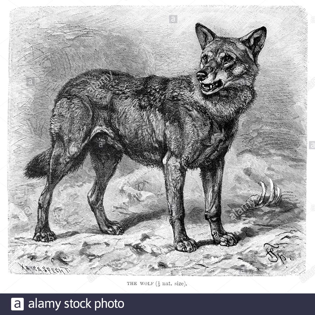 Wolf, illustration vintage de 1893 Banque D'Images