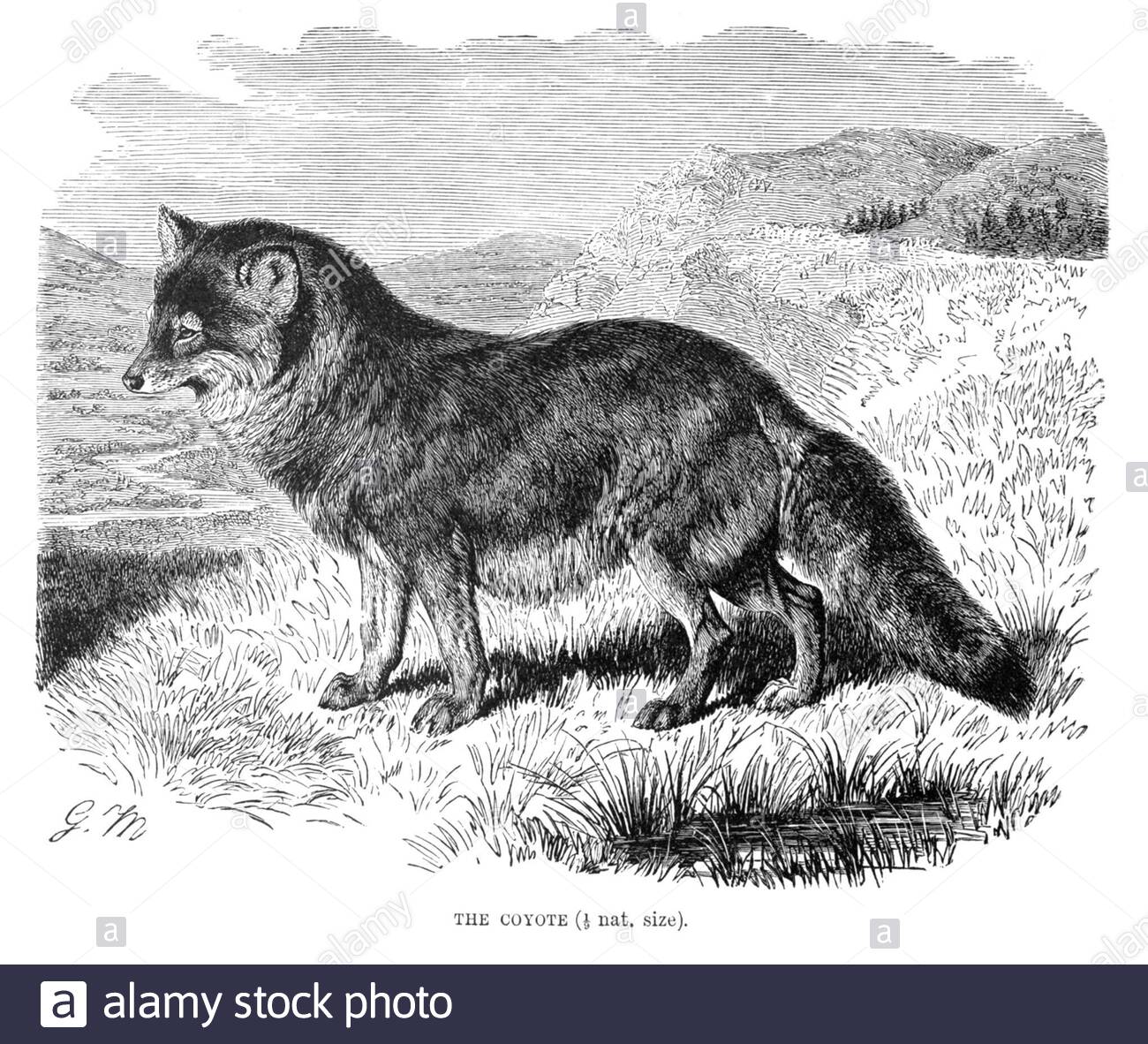 Coyote, illustration ancienne de 1893 Banque D'Images