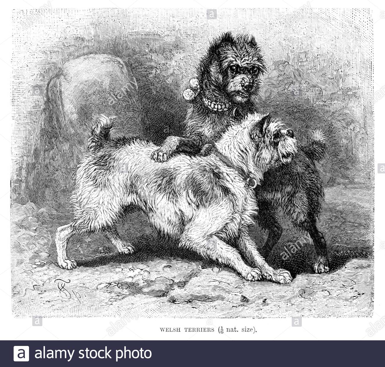 Welsh Terriers, illustration ancienne de 1893 Banque D'Images