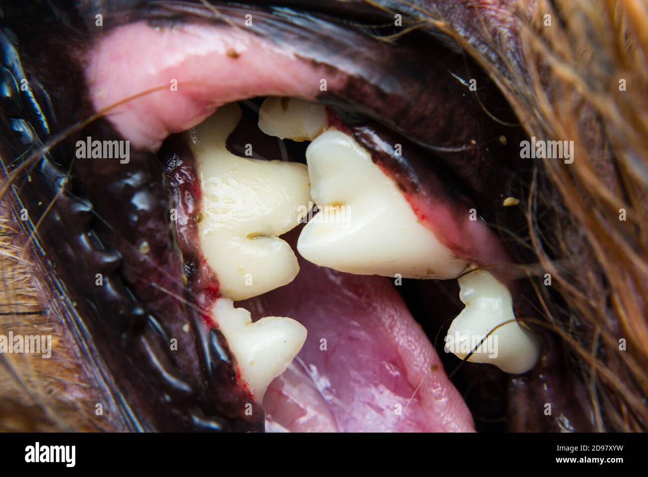 photo en gros plan des dents d'un chien après la mise à l'échelle dentaire Banque D'Images