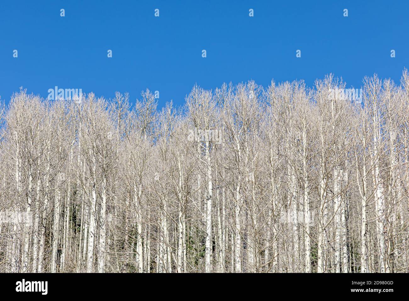 peuplement de bouleaux sauvages poussant contre un bleu vif Ciel dans la nature sauvage du Colorado Banque D'Images
