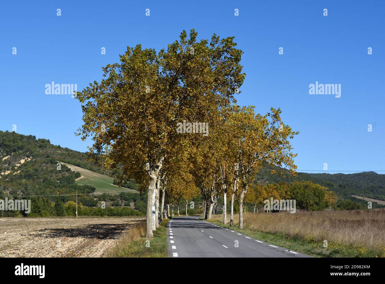 Ligne ou avenue de l'avion d'automne arbres bordant la route de campagne En Provence France Banque D'Images