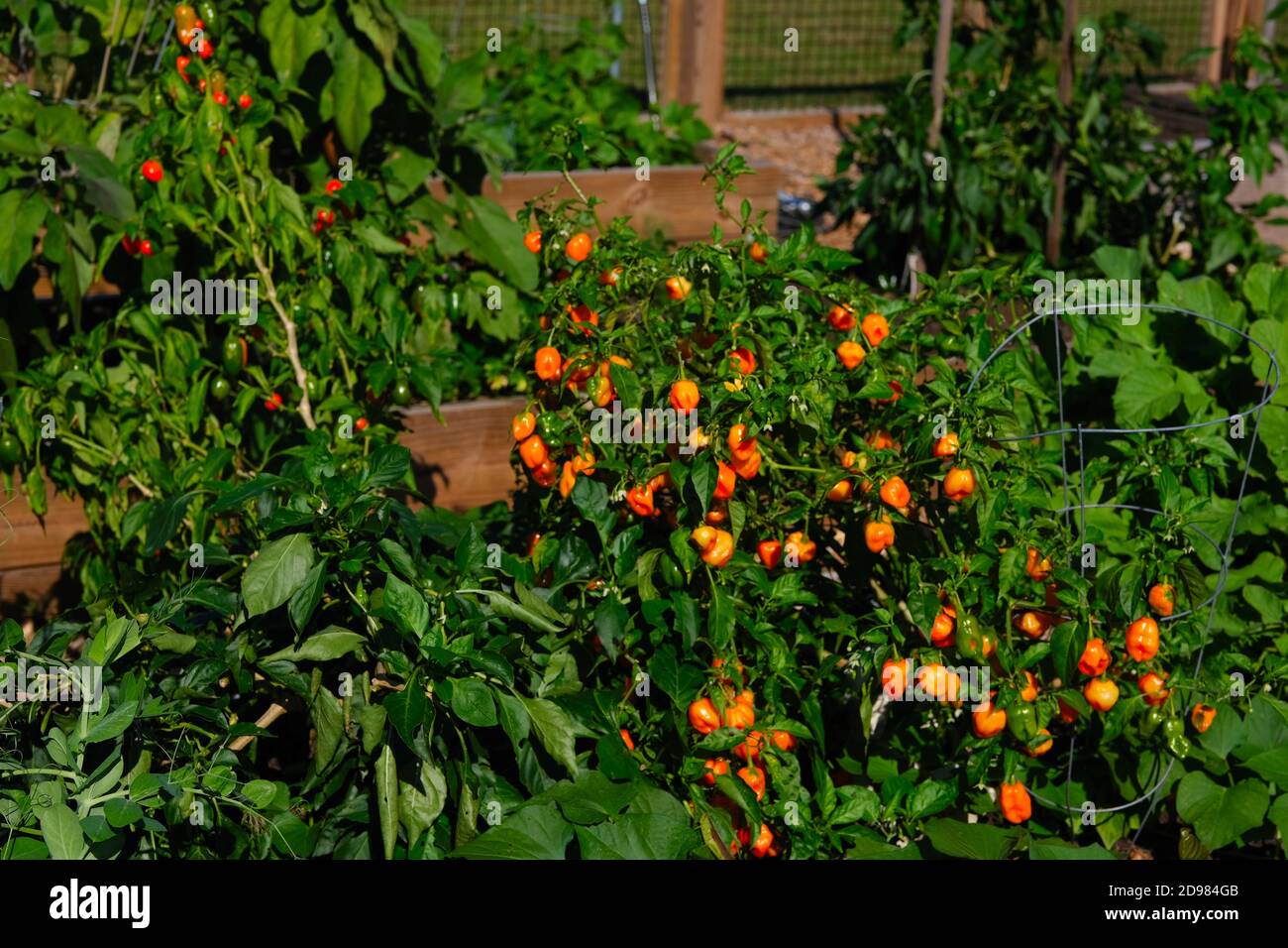 Jardins urbains avec mini-bibliothèque, tuyau spiralé, canards et oies, légumes, fleurs, kale, tournesol, tomates, poivrons et tuyauterie en cuivre pour l'eau. Banque D'Images