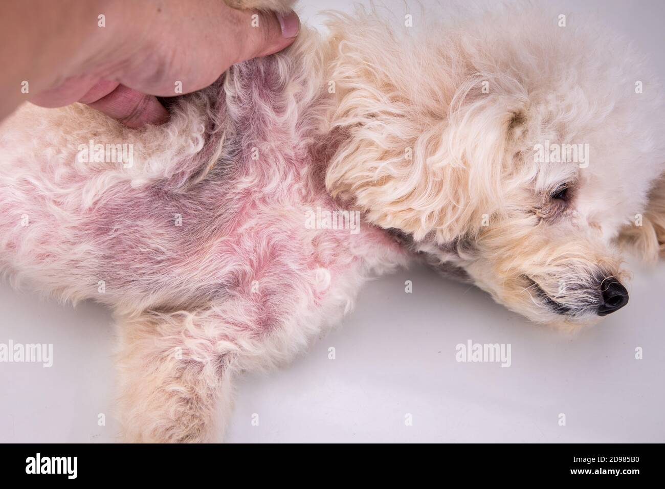 Corps avec une peau rouge irritée en raison de troubles kérato-seborrhoeic Banque D'Images