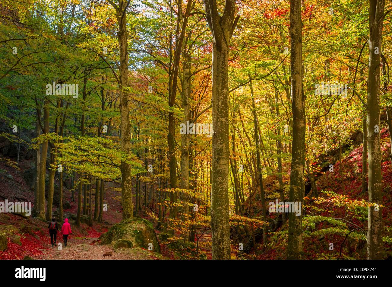 Marche dans la forêt en automne. Les gens sur un chemin à travers les bois. Banque D'Images