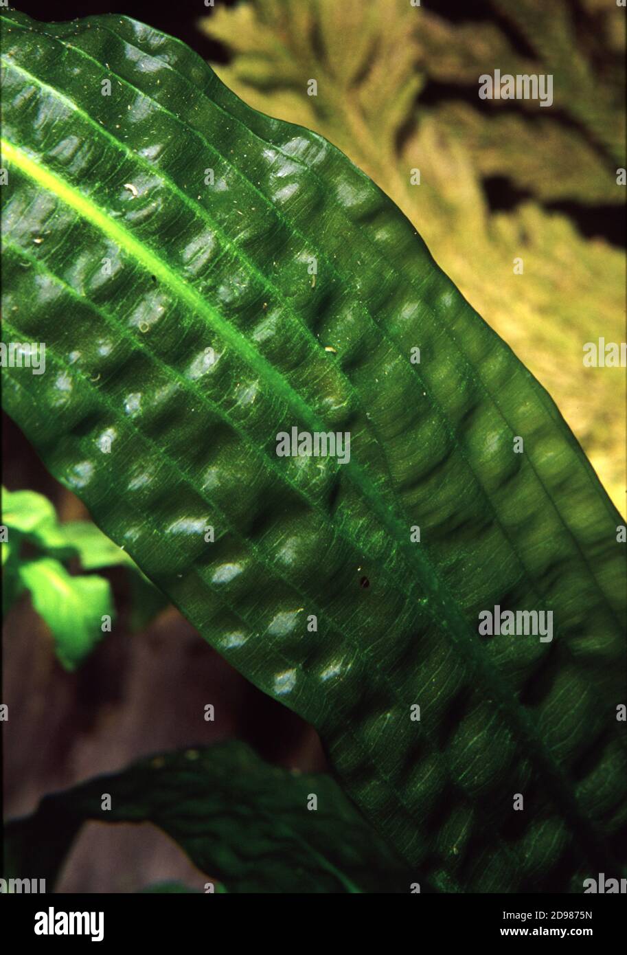 La feuille d'Aponogeton boivinianus est une espèce de plante à fleurs Dans la famille des Aponogetonaceae Banque D'Images