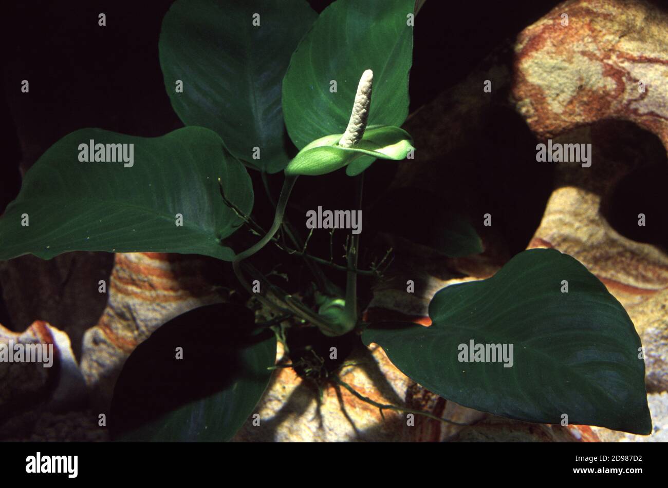 Anubias barteri var. Barteri d'Afrique de l'Ouest avec fleur Banque D'Images