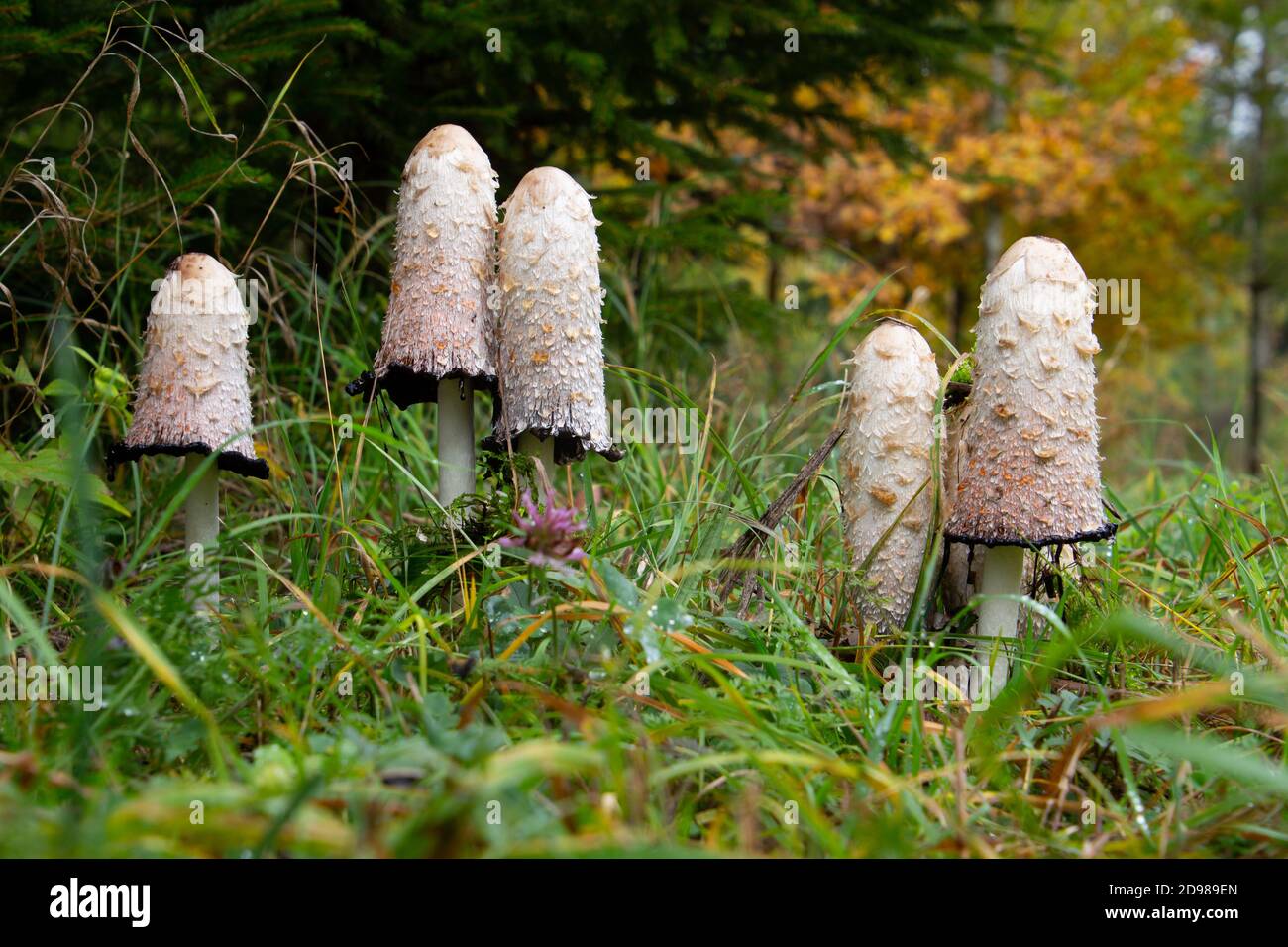 Groupe de champignons de la calotte d'encre déchiquetés dans l'herbe de Coprinus comatus Banque D'Images
