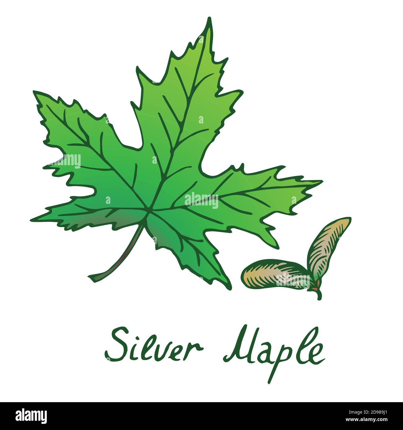 Érable argenté (Acer saccharinum) feuilles et samaras, Doodle dessiné à la main, dessin de couleur Banque D'Images