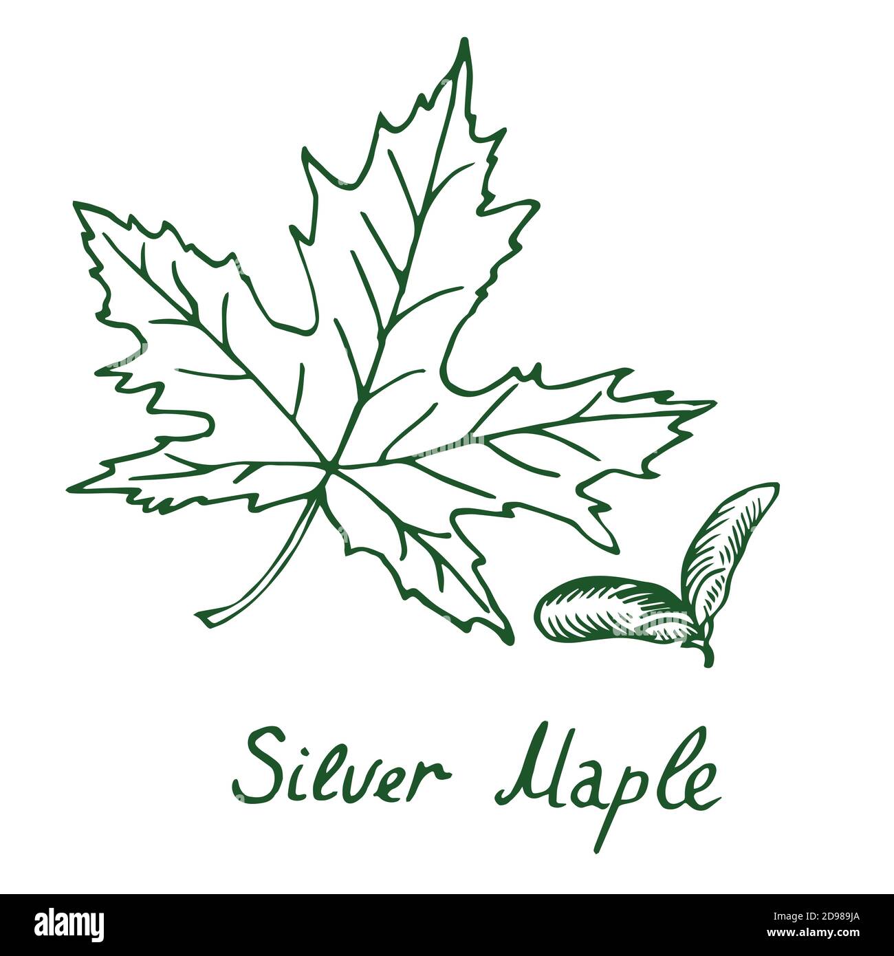 Érable argenté (Acer saccharinum) feuilles et samaras, Doodle dessiné à la main, croquis en style de coupe de bois, illustration Banque D'Images