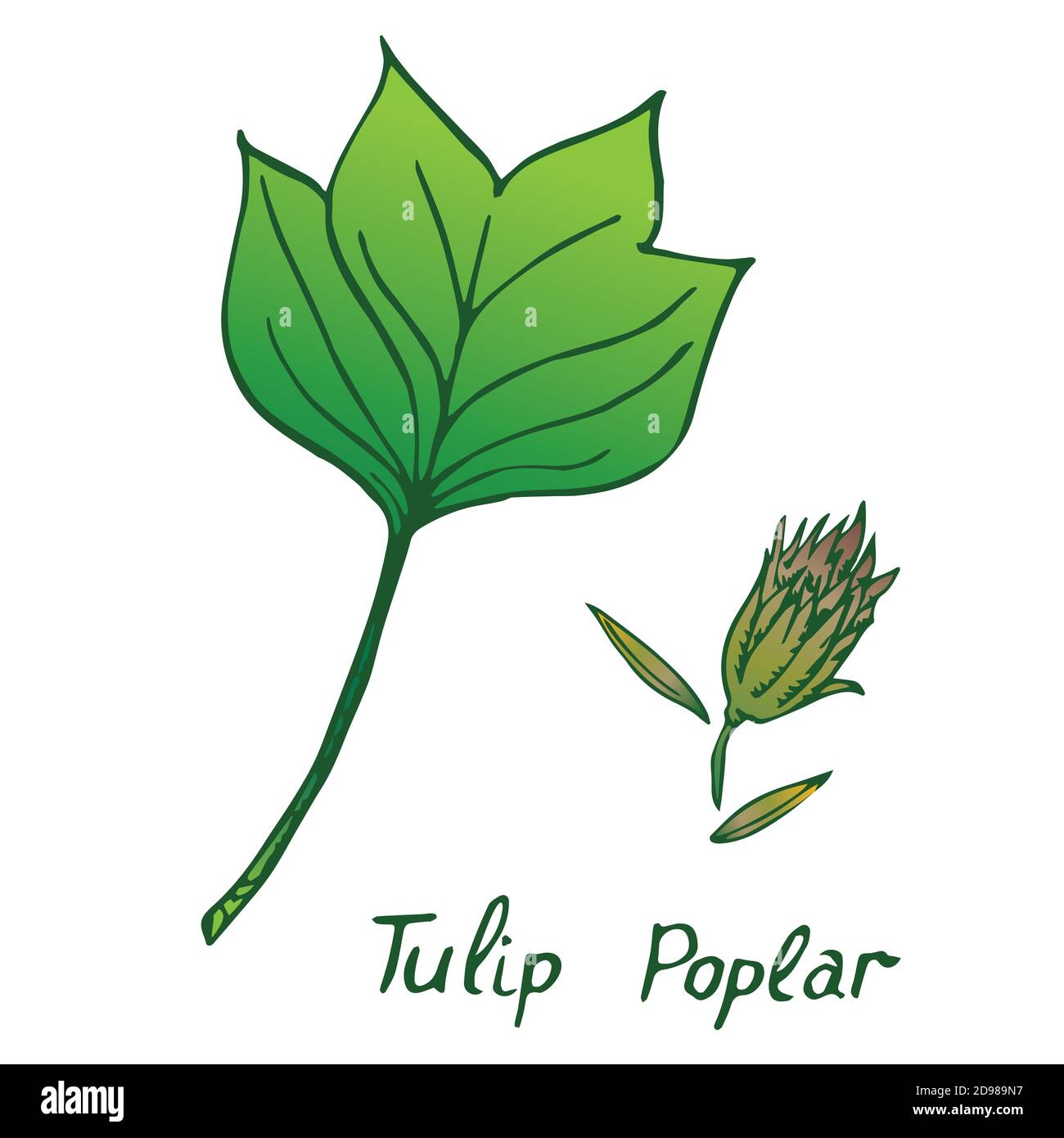 Feuilles et graines de peuplier tulipe (Liriodendron tulipifera ou tulipe américaine), feuilles et graines dessinées à la main, dessin de couleur Banque D'Images