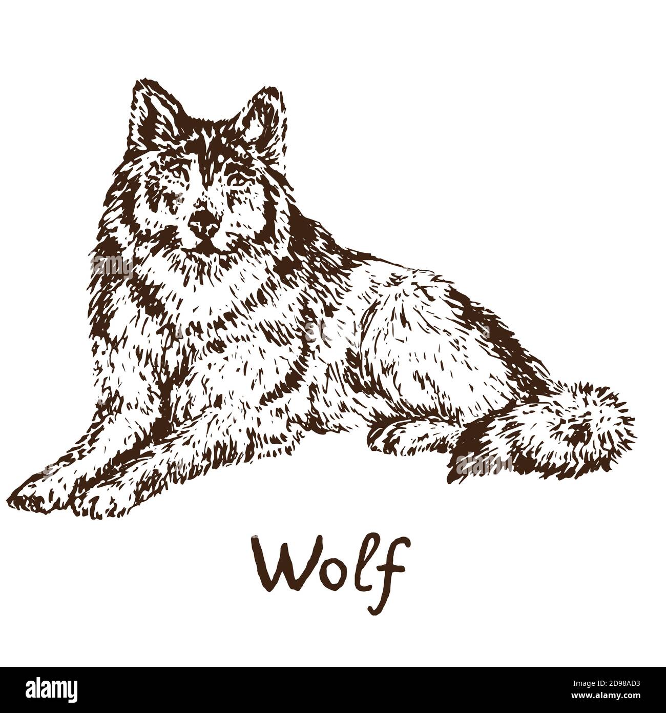 Loup gris (loup en bois ou loup occidental), esquisse simple dessin de caniche avec inscription, style de gravure Banque D'Images