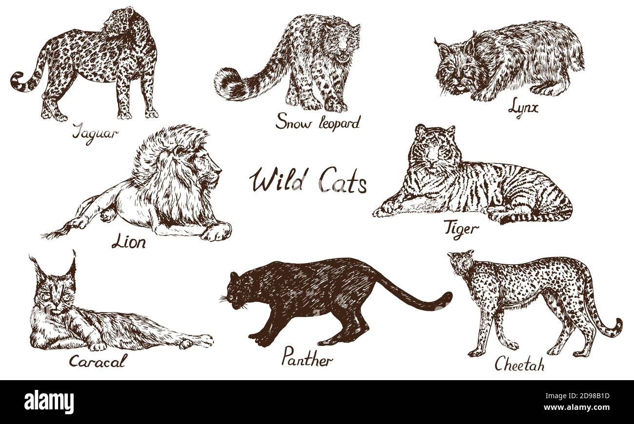 Ensemble de chats sauvages : Jaguar, léopard des neiges (once), Lynx (lynx roux), Lion, tigre, Caracal (chat rouge, rooikat, lynx persan), panthère noire, Cheetah, dessin Banque D'Images