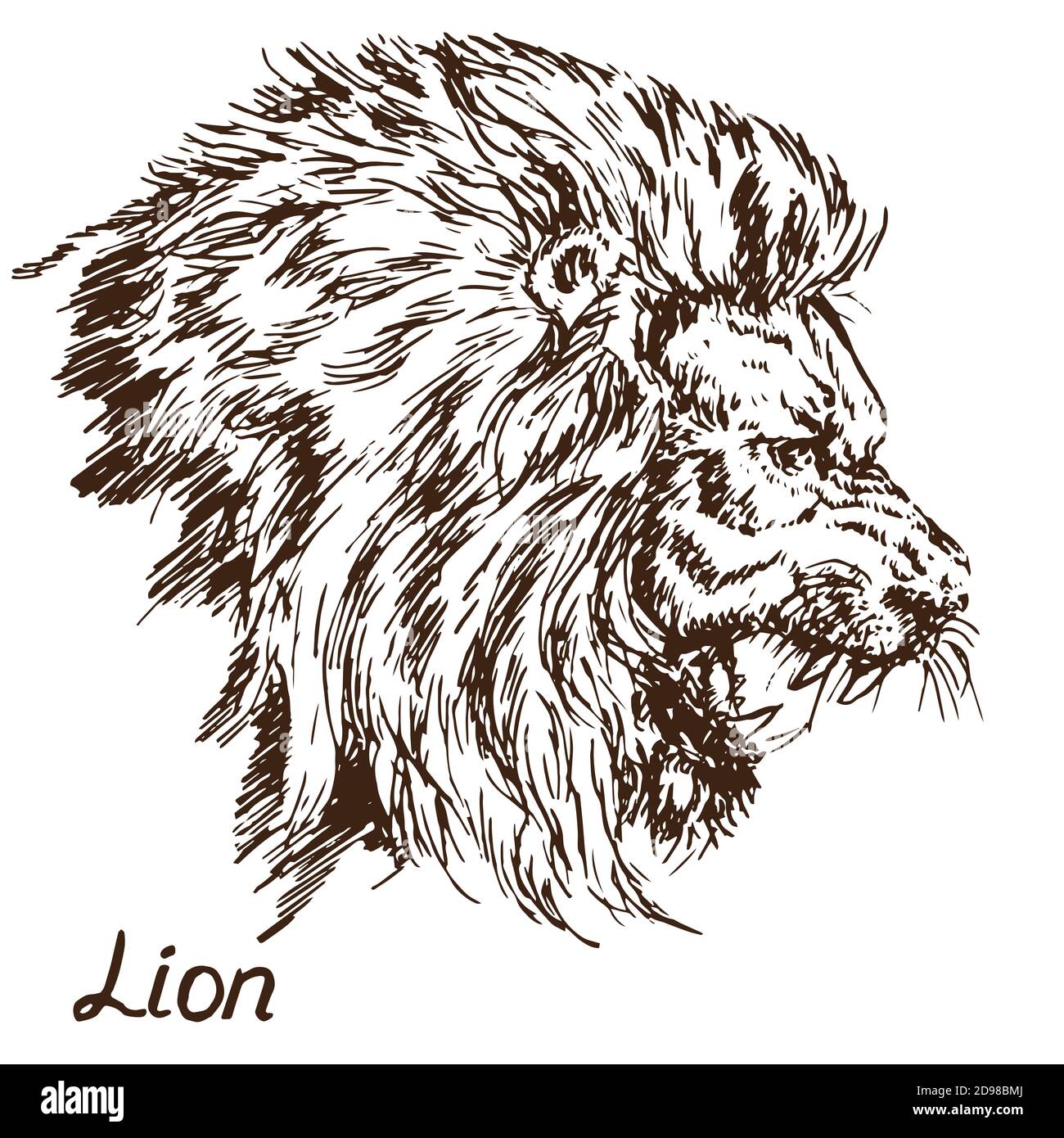 Lion grognant portrait, ouvrez une bouche aigrée, des canines, un coolé dessiné à la main, esquisse de style de coupe de bois, illustration Banque D'Images