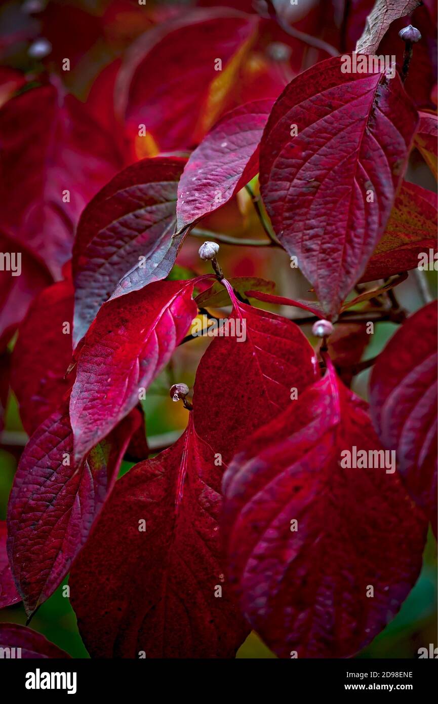 Leafs de Cornus nuttallii Royaume-Uni+droits irlandais uniquement - appeler le bureau pour tout autre territoire Banque D'Images