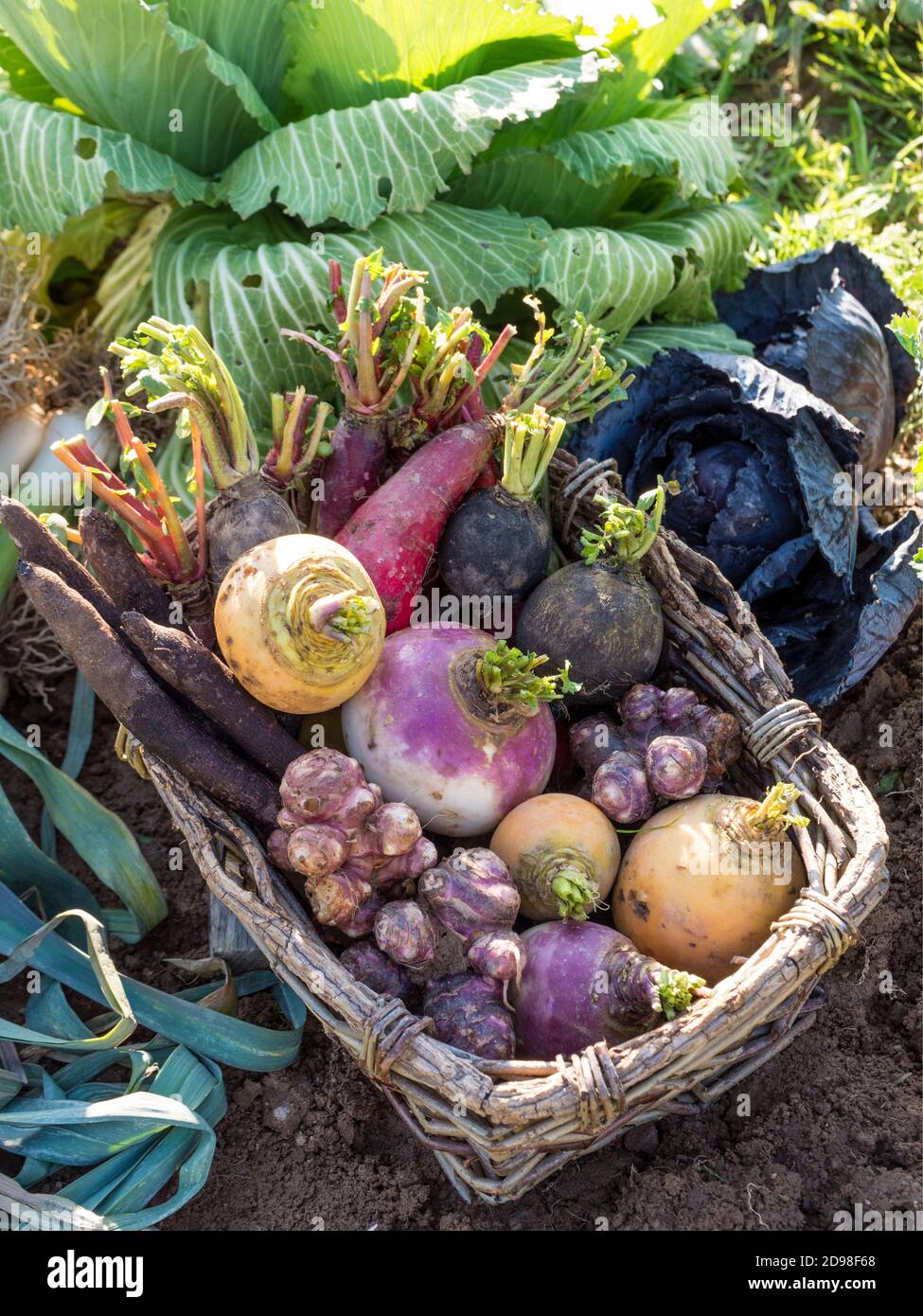 Récolte de légumes d'hiver droits du Royaume-Uni ET DE L'IRLANDE SEULEMENT Contact office pour les droits supplémentaires sur le territoire Banque D'Images