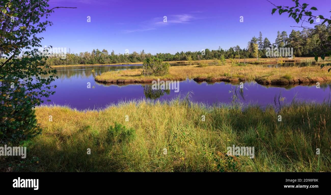 Des tourbières bombées à Kaltenbronn Wildsee, Nord de la Forêt Noire, en Allemagne, avec les bouleaux et les petits pins, territoire Bad Wildbad et Gernsbach. Banque D'Images