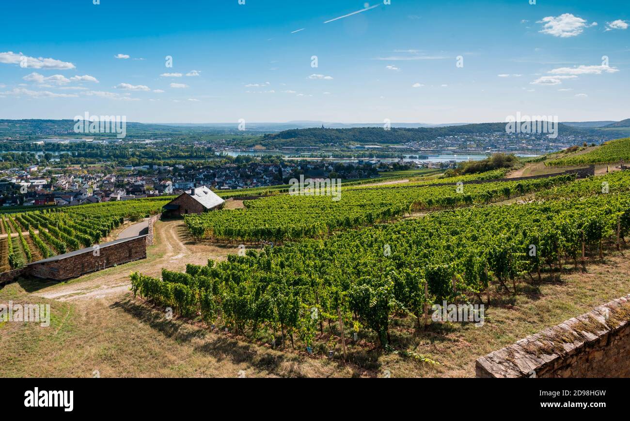 Vue de l'abbaye de Saint-Hildegard sur les vignobles à Rüdesheim, fondée par Hildegard von Bingen, Abbaye bénédictine, Eibingen près de Rüdesheim, Dio Banque D'Images