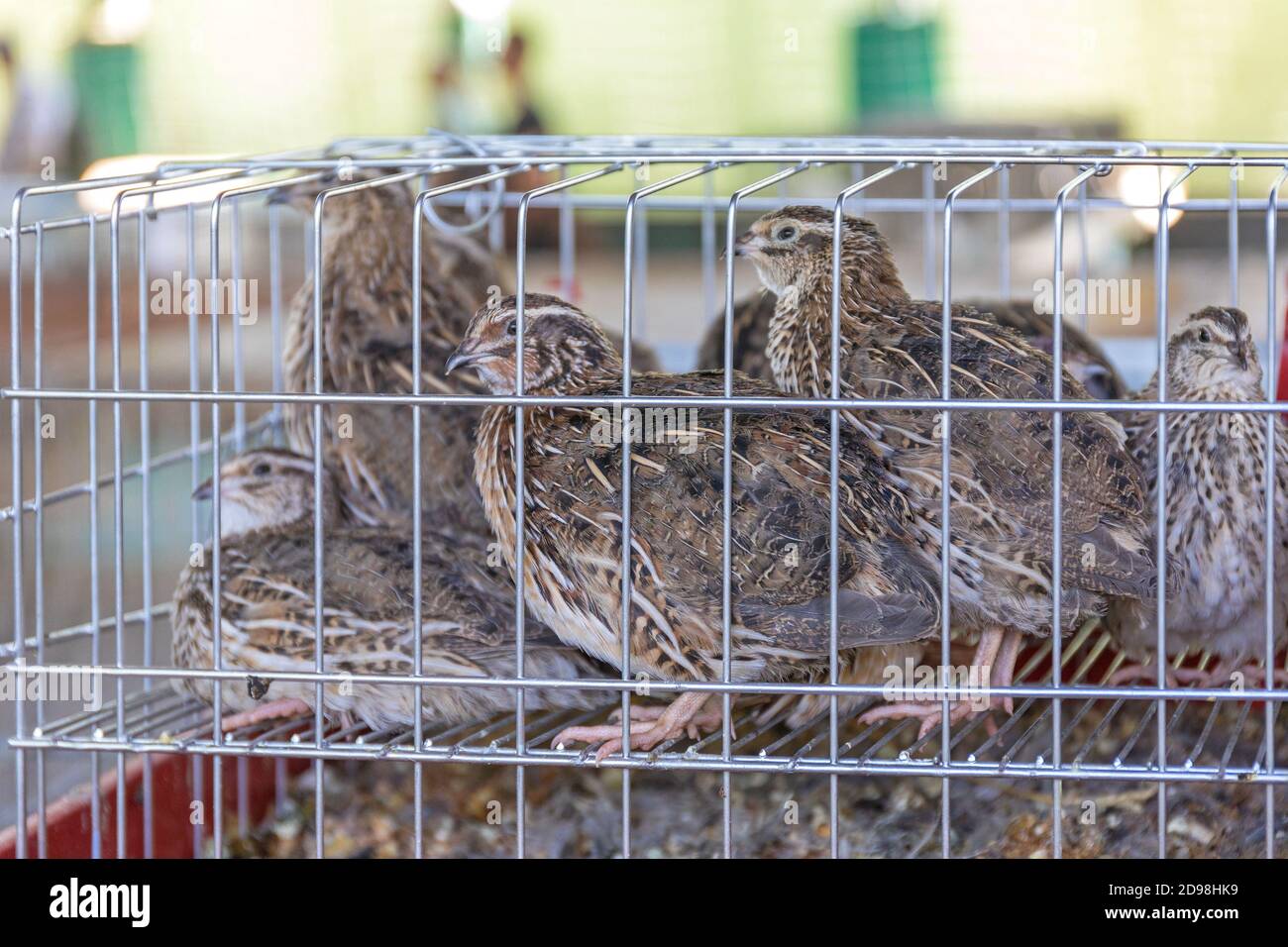 Beaucoup de petits oiseaux de jeu de caille dans la cage Banque D'Images