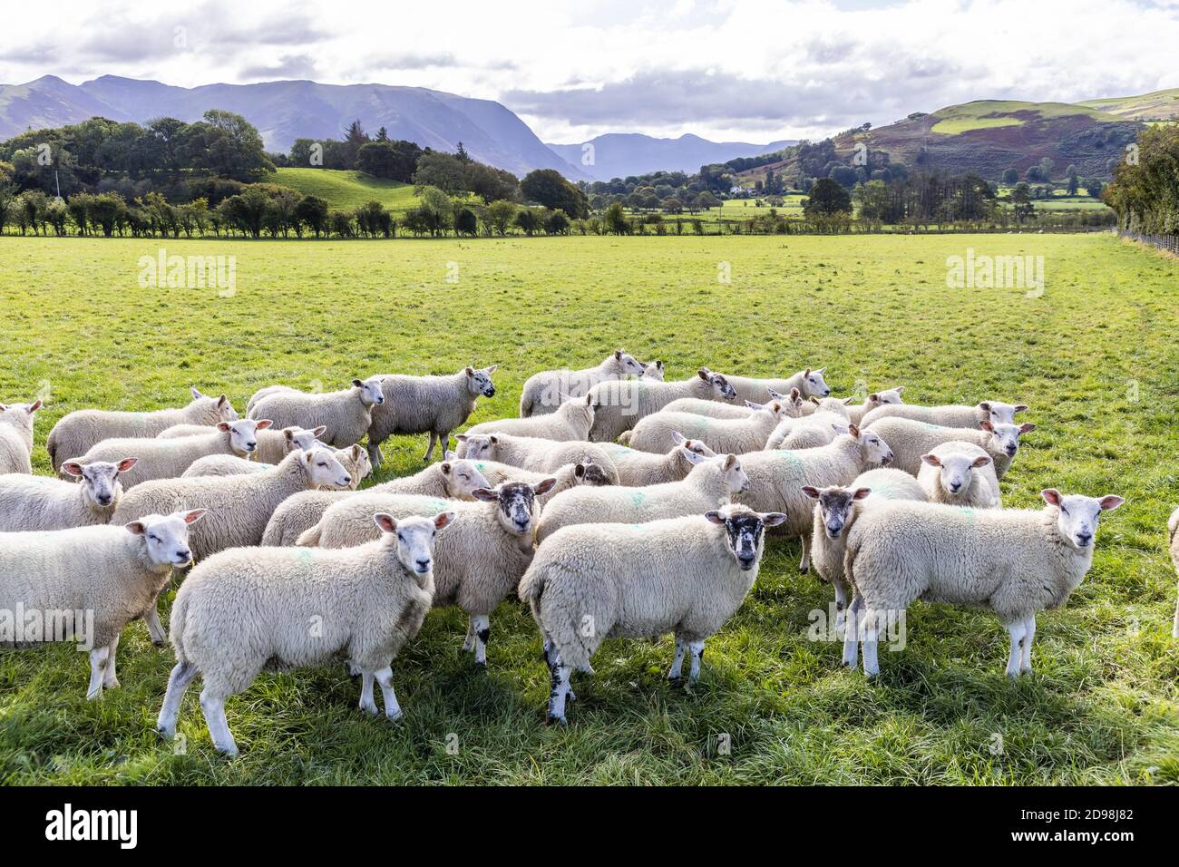 Un champ de moutons dans le district des lacs anglais de Lorton Vale à Armande, Cumbria, Royaume-Uni Banque D'Images