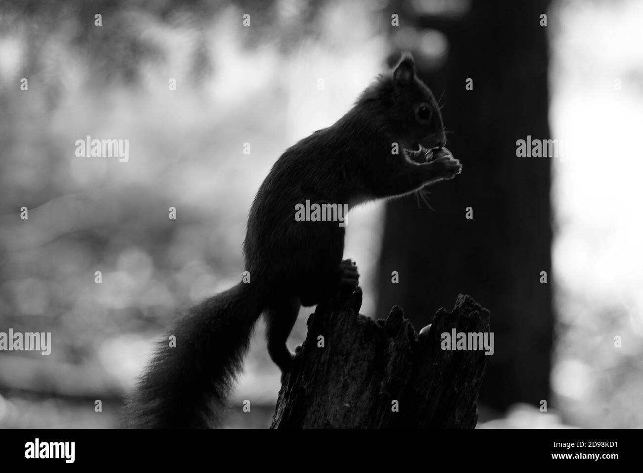 Magnifique Red Squirrel dans les hauts plateaux de l'Écosse Banque D'Images