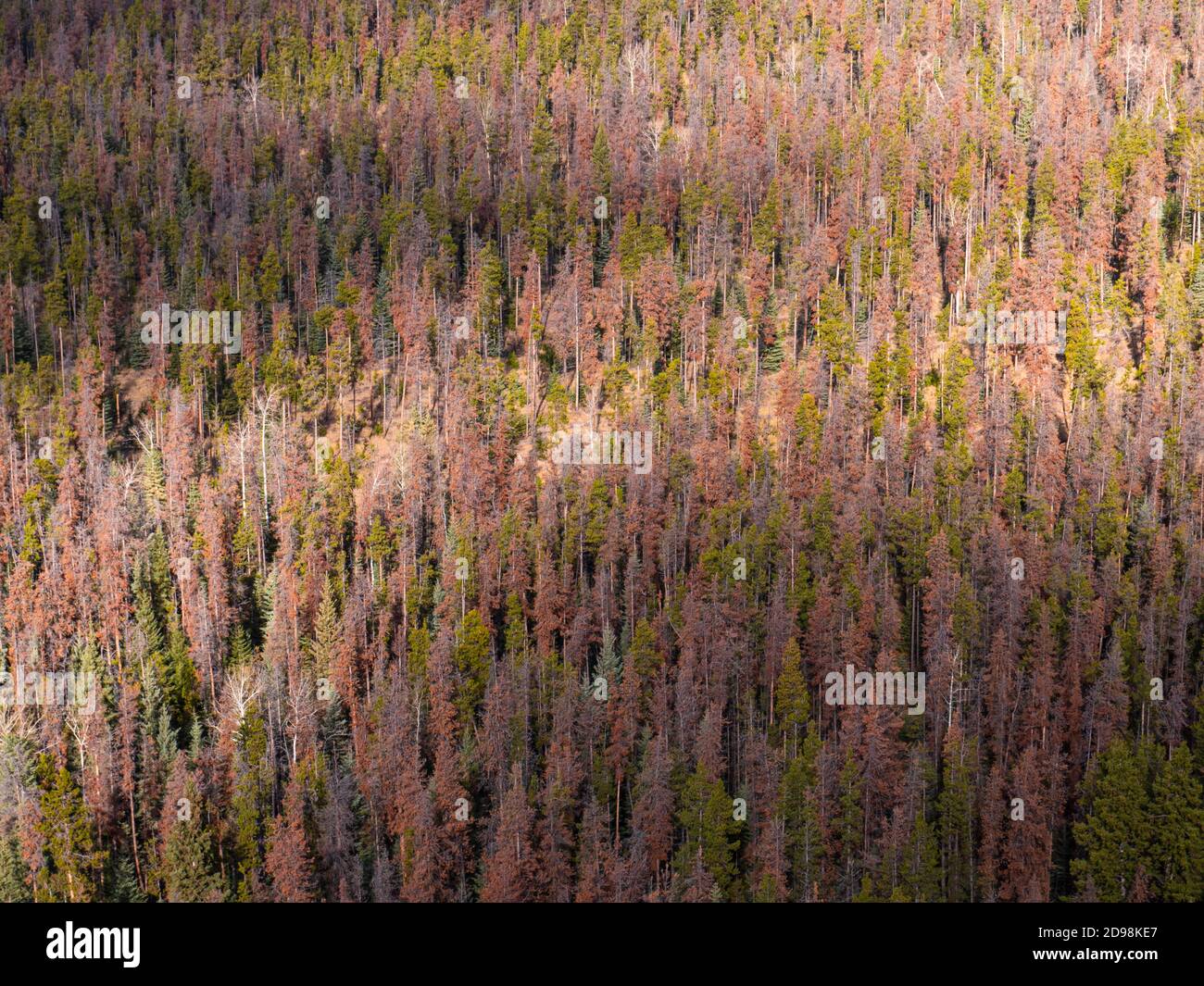 La forêt de Jasper est tuée par le dendroctone du pin ponderosa Banque D'Images