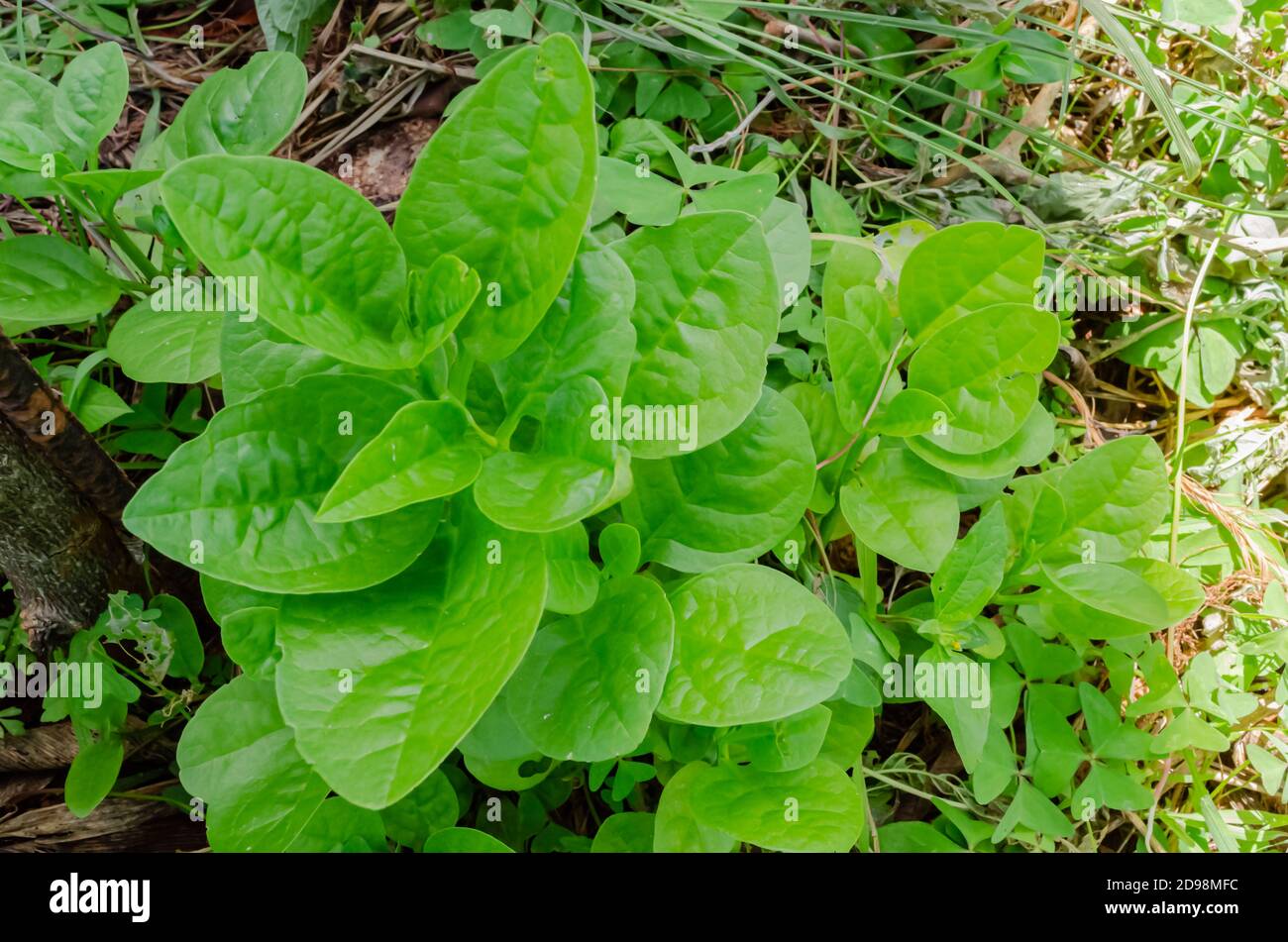 Un succulent épinards frais de couleur verte malabar pousse à côté d'un bois qui est revêtu d'un acier. Banque D'Images