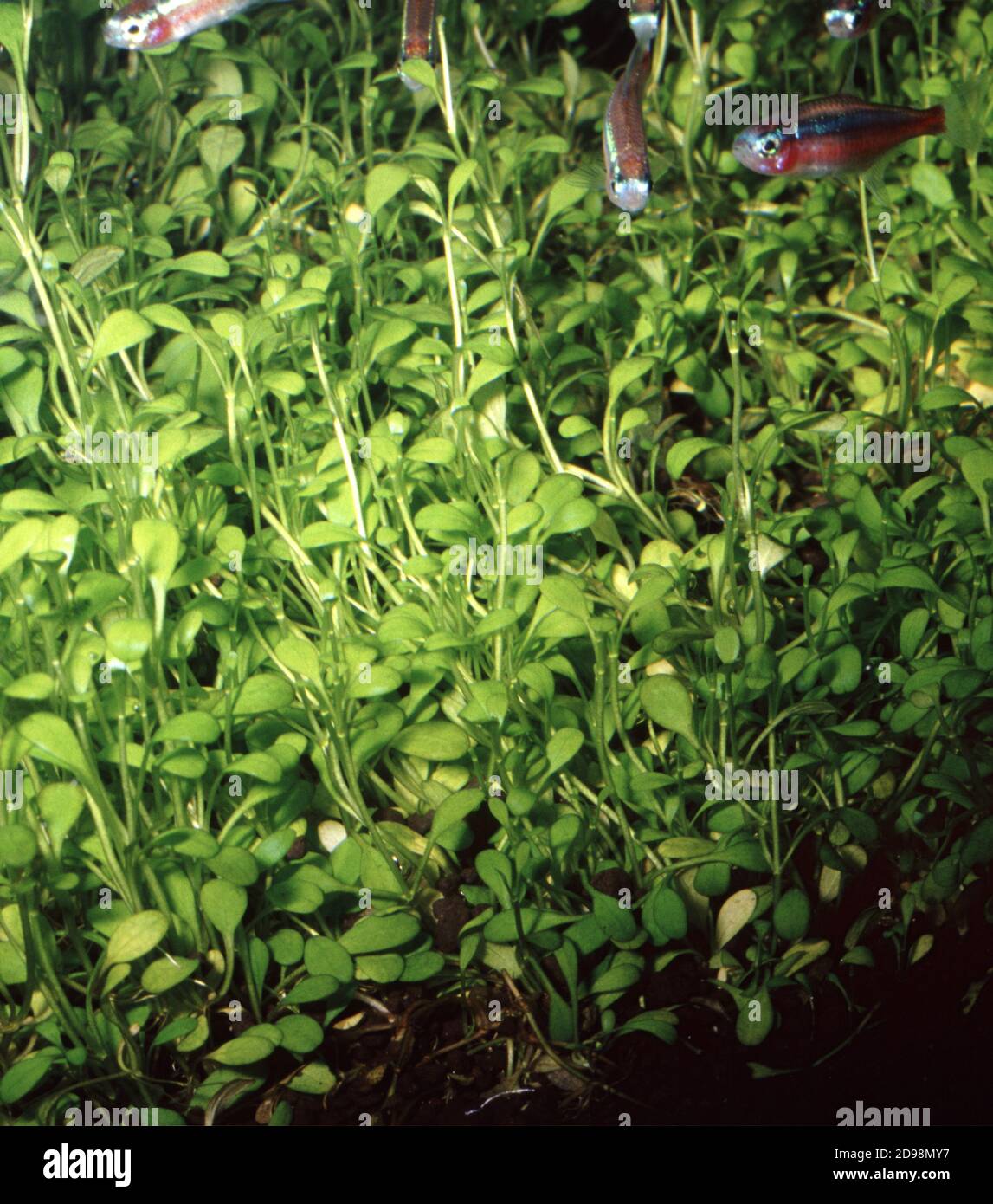 Glossostigma elatinoides (également appelé glosso) est l'une des plantes d'aquarium à croissance rapide les plus populaires utilisées à l'avant-garde d'un réservoir Banque D'Images