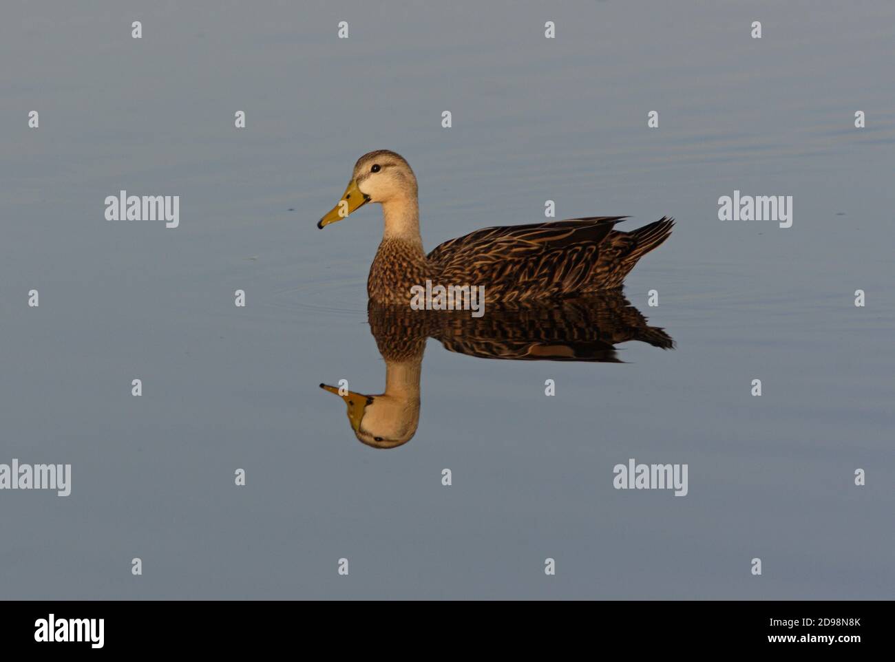 Canard marbré (Aas fulvigula) adulte mâle sur l'eau avec réflexion Sanibel Island, Floride Février Banque D'Images