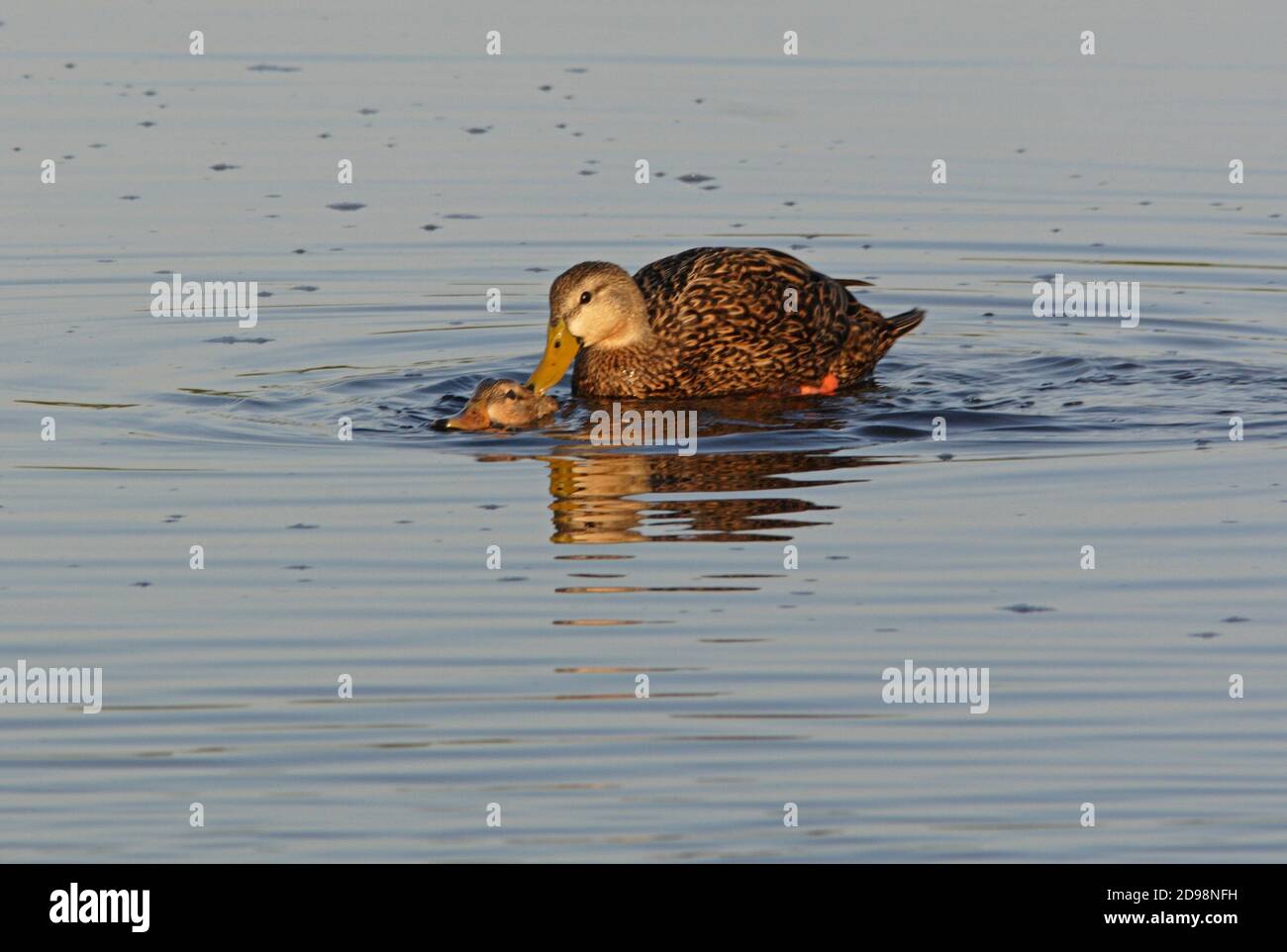 Paire de canards marbés (Aas fulvigula) se accouplant à Sanibel Island, Floride Février Banque D'Images