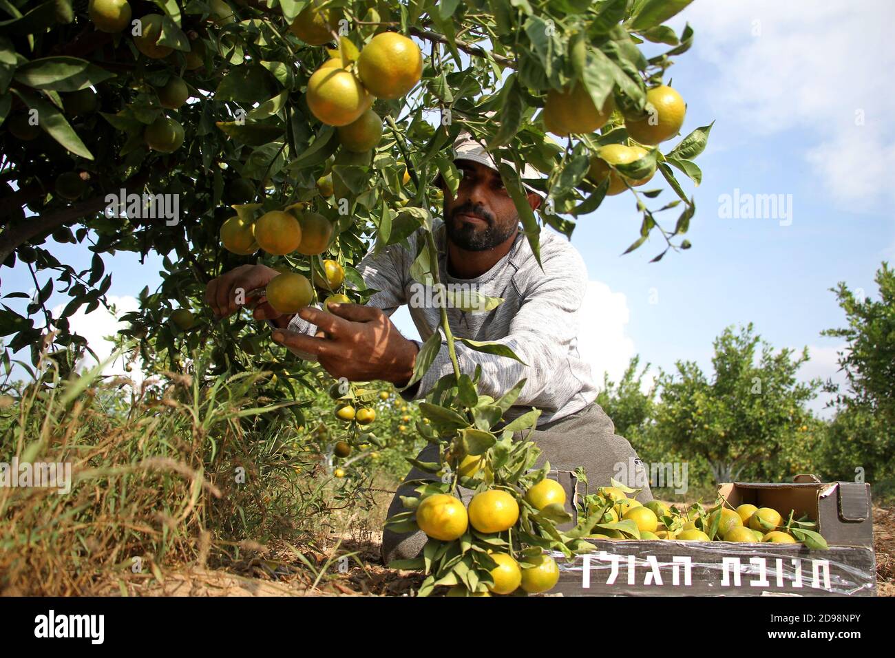 Khan Younis. 3 novembre 2020. Le 3 novembre 2020, un agriculteur prélève des agrumes dans une ferme de plantation de la ville de Khan Younis, dans le sud de la bande de Gaza. Les villes de la bande de Gaza sont entrées dans la saison des récoltes. Credit: Rizek Abdeljawad/Xinhua/Alamy Live News Banque D'Images