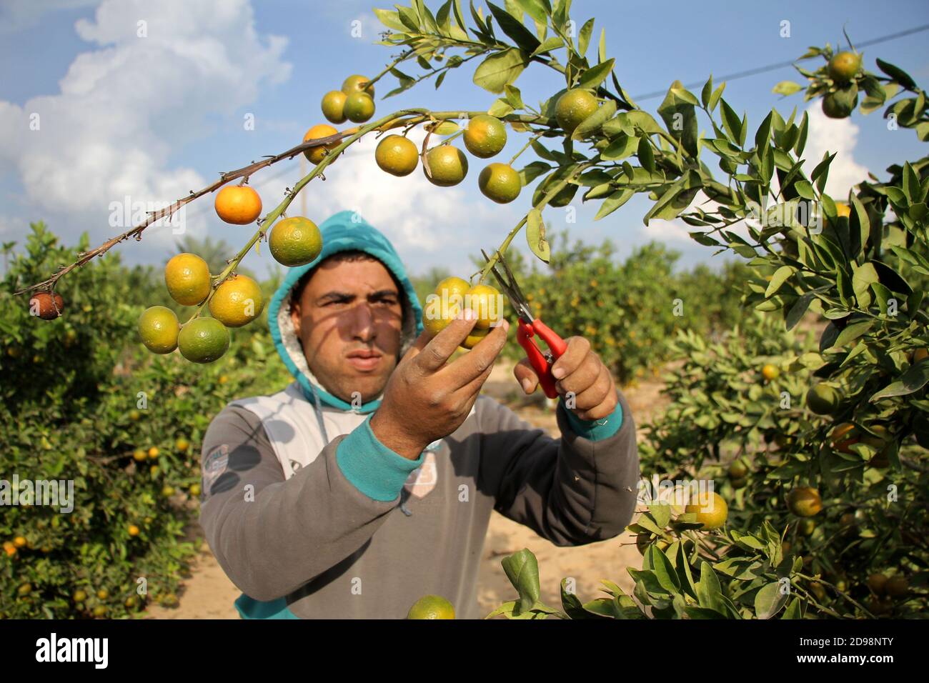 Khan Younis. 3 novembre 2020. Le 3 novembre 2020, un agriculteur prélève des agrumes dans une ferme de plantation de la ville de Khan Younis, dans le sud de la bande de Gaza. Les villes de la bande de Gaza sont entrées dans la saison des récoltes. Credit: Rizek Abdeljawad/Xinhua/Alamy Live News Banque D'Images