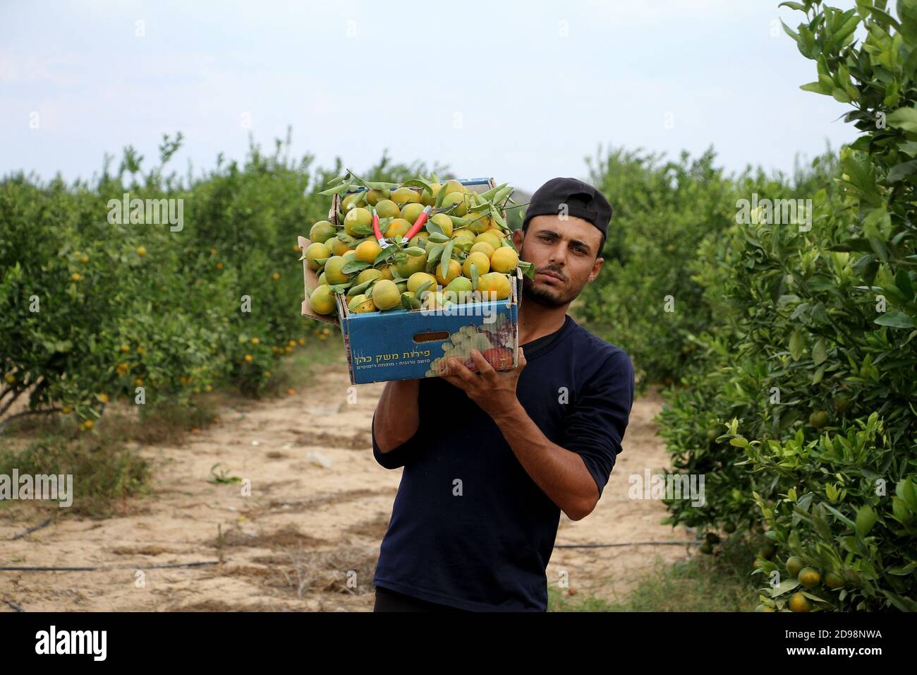 Khan Younis. 3 novembre 2020. Le 3 novembre 2020, un agriculteur expose des citruses à une ferme de plantation d'agrumes dans la ville de Khan Younis, dans le sud de la bande de Gaza. Les villes de la bande de Gaza sont entrées dans la saison des récoltes. Credit: Rizek Abdeljawad/Xinhua/Alamy Live News Banque D'Images