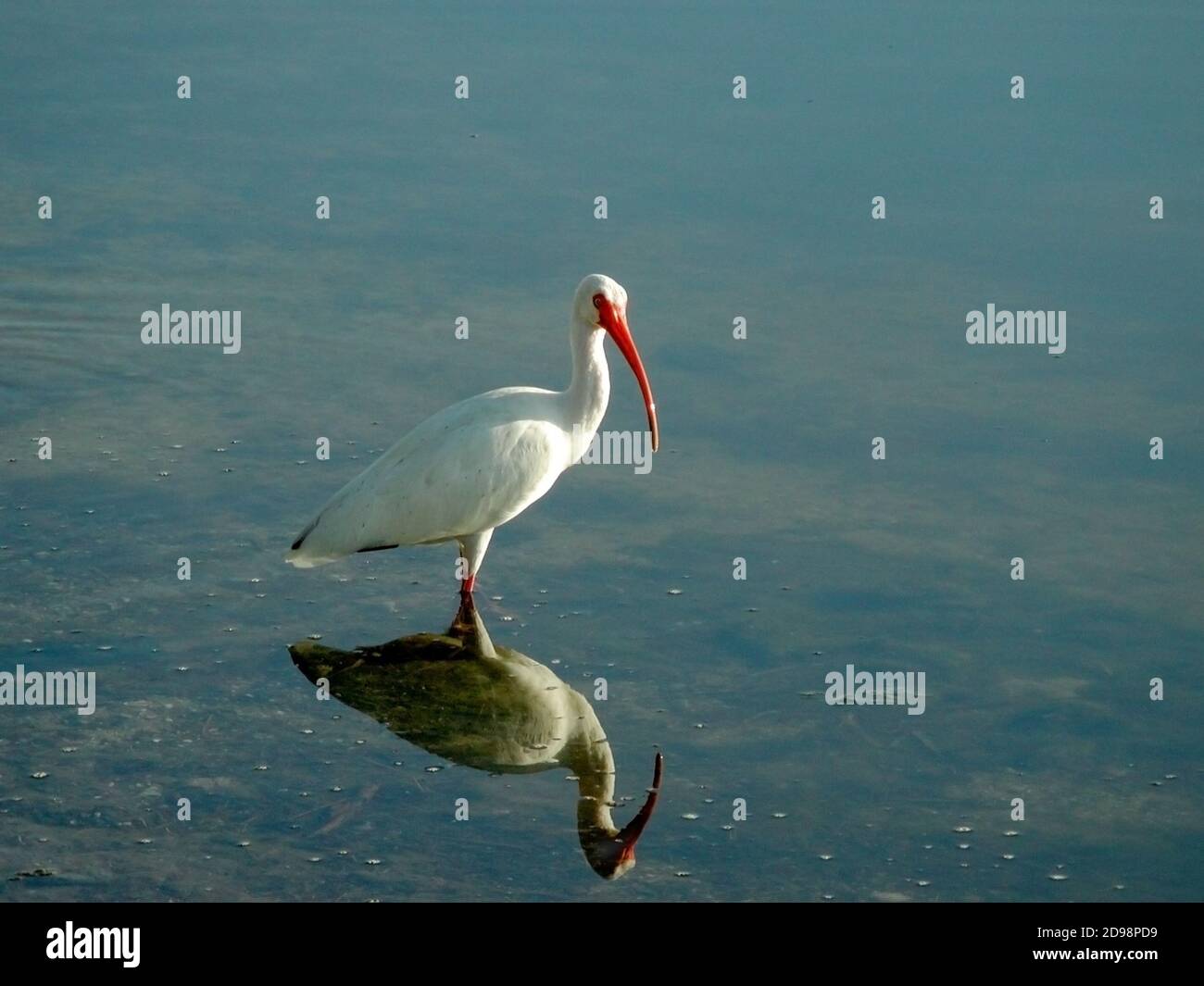 J.N. Ding Darling National Wildlife refuge sur l'île de Sanibel en Floride.: Un Ibis blanc recherche la nourriture dans les échalotes. Banque D'Images