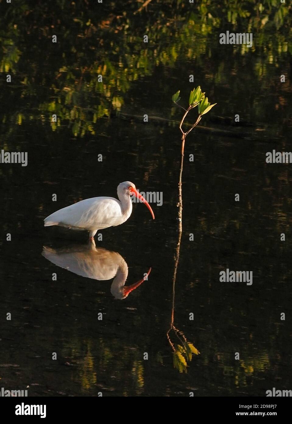 J.N. Ding Darling National Wildlife refuge sur l'île de Sanibel en Floride.: Un Ibis blanc recherche la nourriture dans les échalotes. Banque D'Images