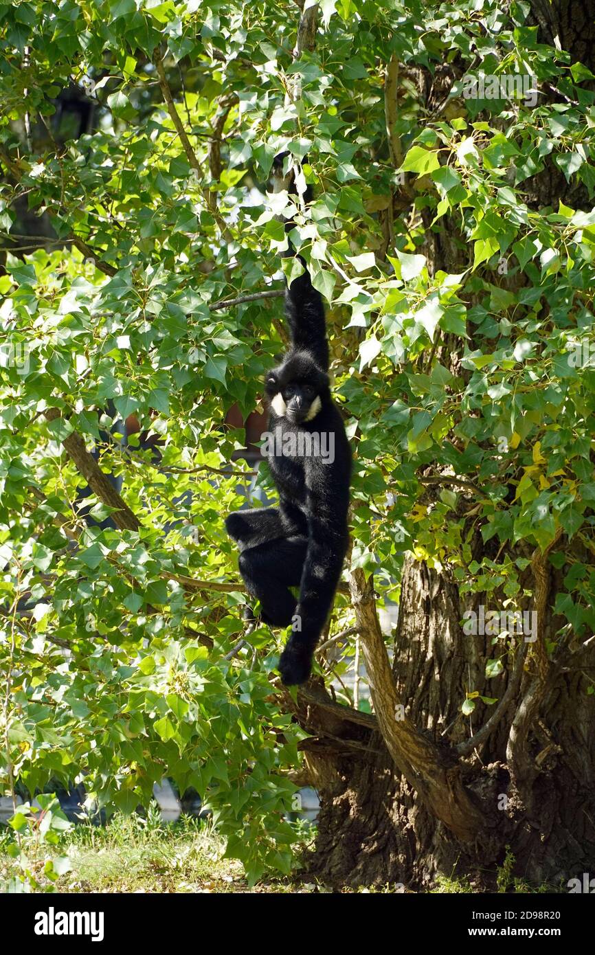 Gibbon à crête noire au zoo, Westlicher Schwarzer Schopfgibbon, Nomascus concolor, Hylobates concolor, bóbitás gibbon Banque D'Images