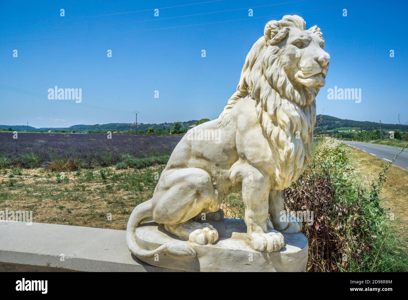 Un lion sculpté garde les champs de lavande du Luberon près de Lacoste, département du Vaucluse, Provence-Alpes-Côte d'Azur, Sud de la France Banque D'Images