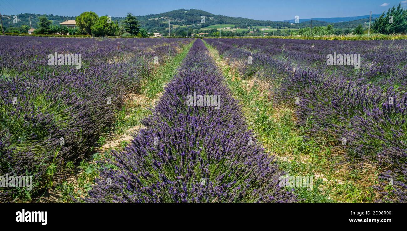 Champs de lavande Luberon près de Lacoste, département du Vaucluse, Provence-Alpes-Côte d'Azur, Sud de la France Banque D'Images