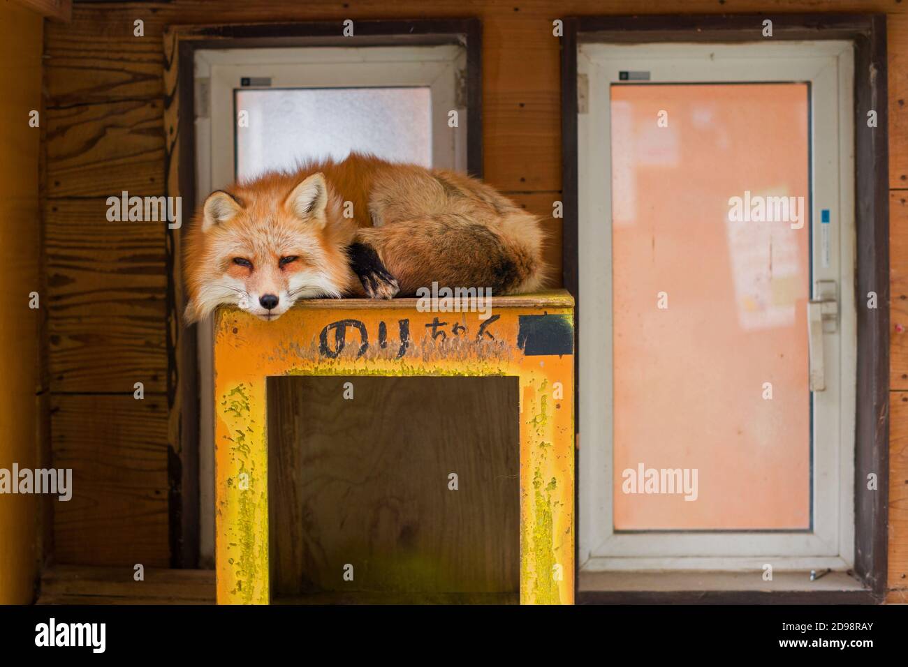 Renard Roux Japonais Banque De Photographies Et D Images A Haute Resolution Alamy