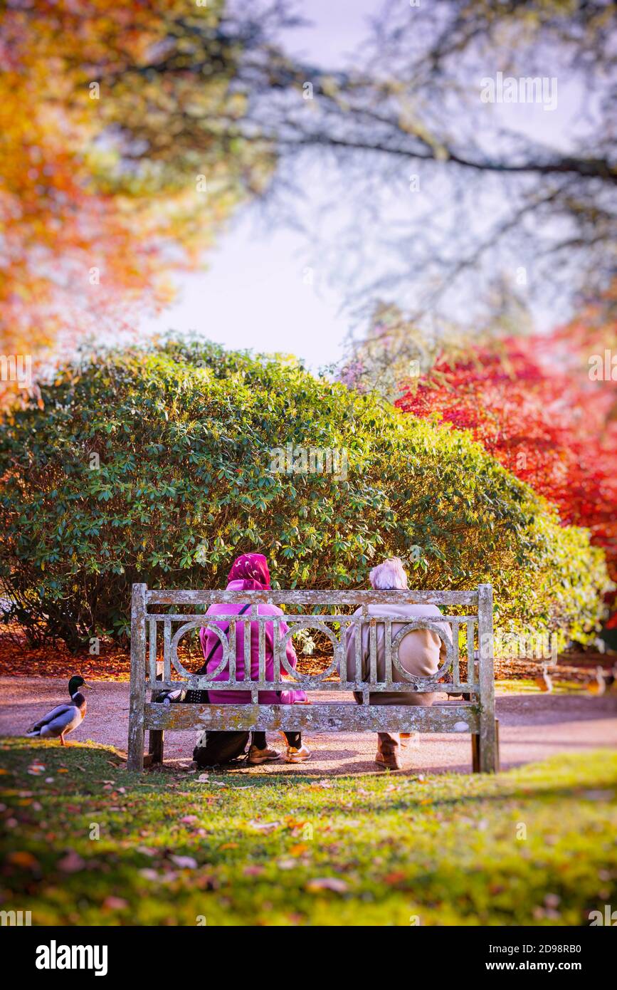 Couple âgé assis sur un banc nourrissant les canards dans un jardin coloré en Angleterre, au Royaume-Uni Banque D'Images
